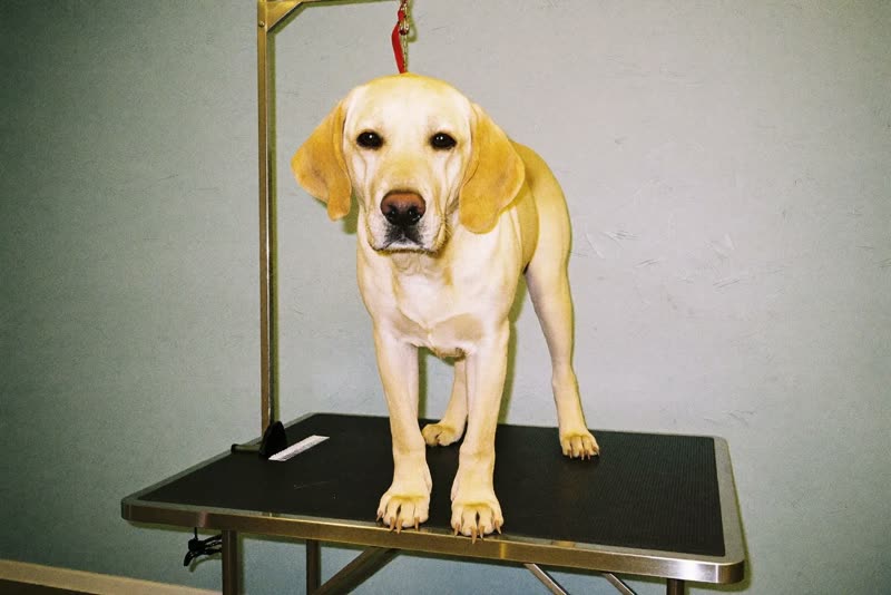 A labrador standing on a grooming table in a small salon room