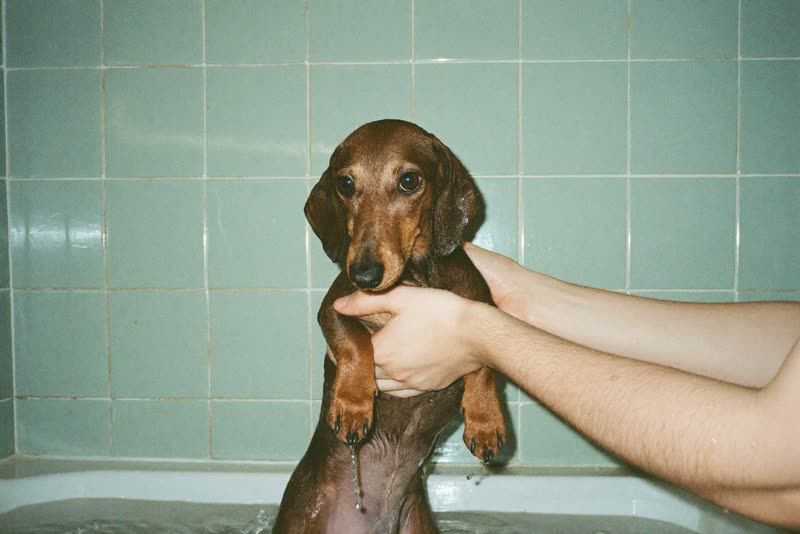 A wet dachshund held steady in a grooming bath