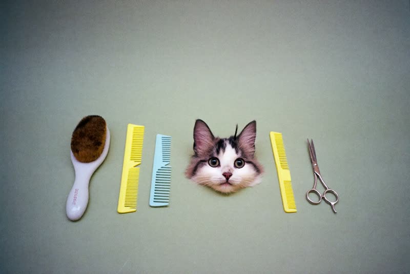 Grooming brushes, combs and scissors laid out neatly