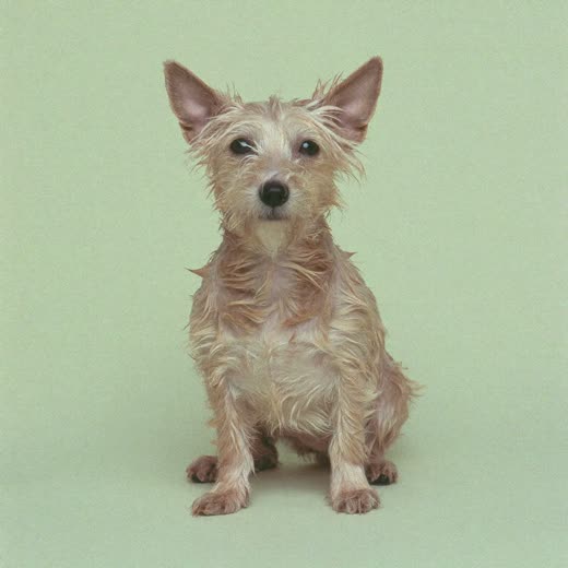 A freshly bathed terrier on a plain pastel background