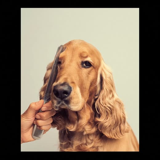 A comb working through a spaniel's brushed coat