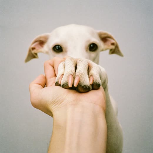 A dog's paw with freshly trimmed nails resting on a hand